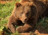 bear
